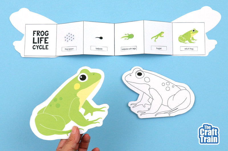 Frog Life Cycle Booklet