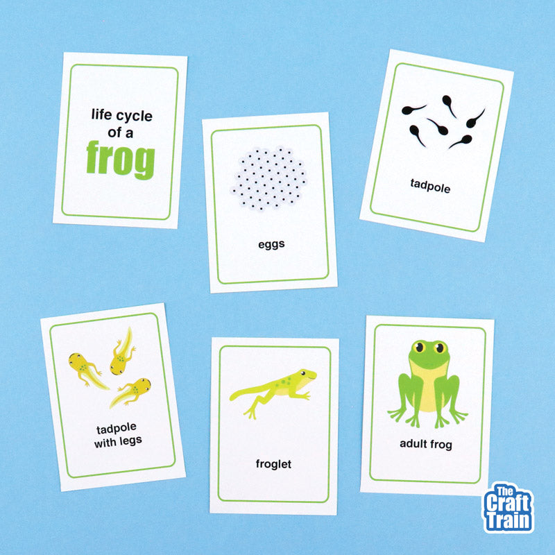 Frog life cycle for kids